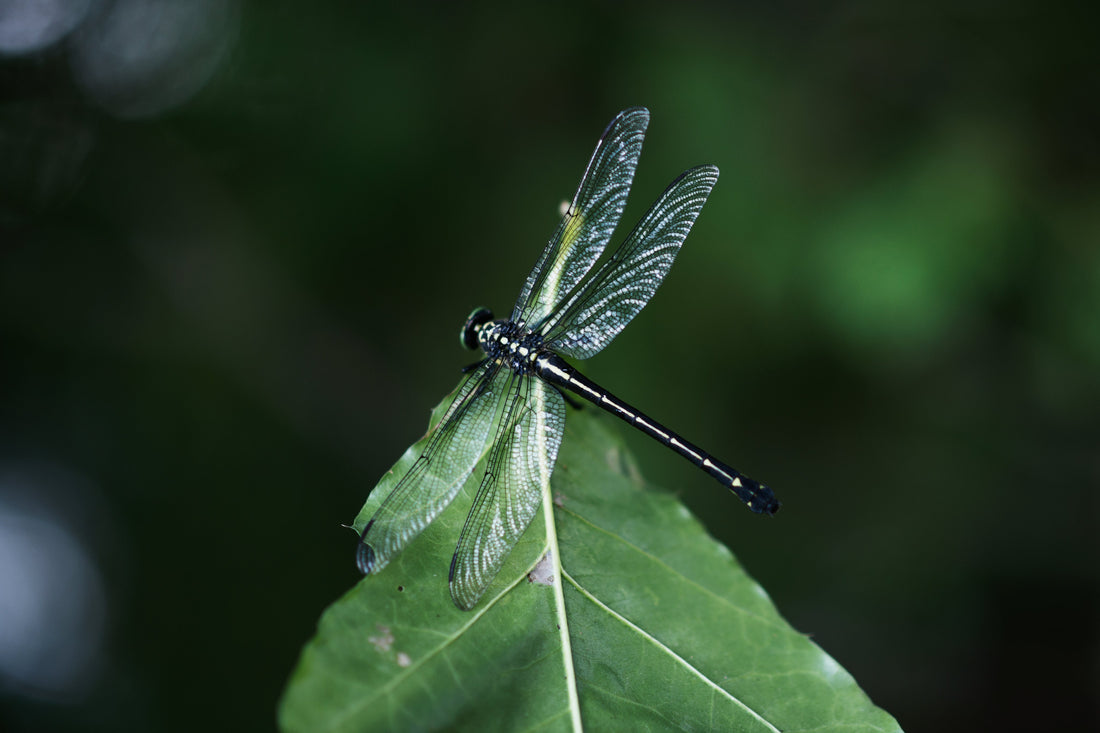 About the Dragonfly Collection