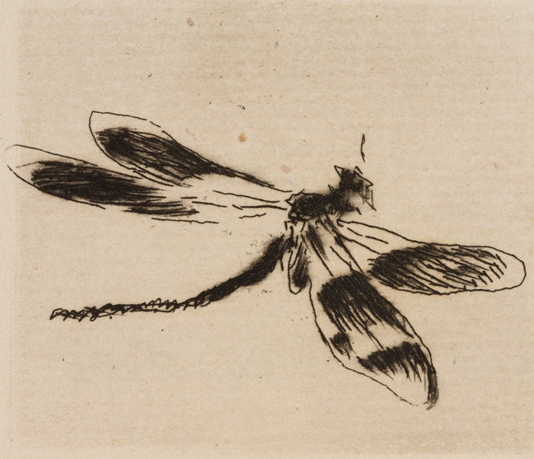Black ink drawing of a dragonfly on beige paper